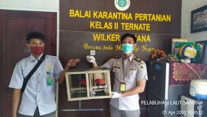 Ilegal, Nuri Kasturi Diamankan Karantina Ternate