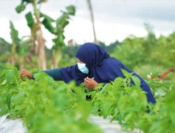 Hari Krida Pertanian, Petani Perempuan di Akelamo Jaya Terus Berupaya Menjadi Penyuplai Bahan Pangan Berkualitas