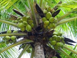 Kelapa Jadi Komoditas Andalan Maluku Utara