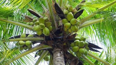 Kelapa Jadi Komoditas Andalan Maluku Utara