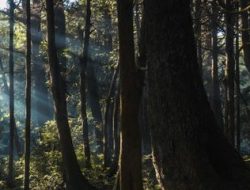 Warga Sula Hilang Ditengah Hutan Saat Pergi Berkebun