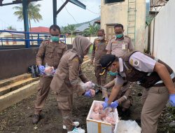 Puluhan Kilo Daging Babi Ilegal dan Unggas Dimusnahkan 