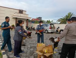 Karantina Pertanian Ternate Musnahkan Ayam Selundupan Dari Manado