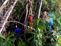 Nenek 80 Tahun Hilang di Hutan Pulau Morotai