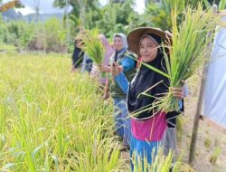 Petani Kasubibi Rasakan Manfaat Program TEKAD, Hasil Panen Melimpah