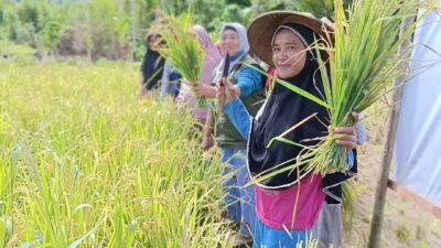 Petani Kasubibi Rasakan Manfaat Program TEKAD, Hasil Panen Melimpah