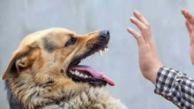 Masyarakat Maluku Utara Diminta Waspadai Penularan Penyakit Rabies