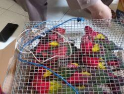 Aksi Penyelundupan Puluhan Ekor Burung Dari Pulau Obi Digagalkan Petugas Karantina