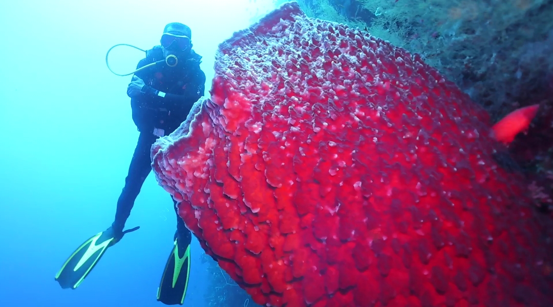 Berkemah dan Menikmati Surga Bawah Laut Tanjung Waka