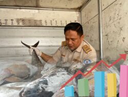 Ekspor Komoditi Perikanan Maluku Utara Tahun 2023 Meningkat, Ikan Tuna Paling Banyak Dikirim