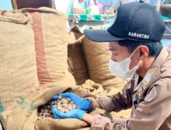 8 Ton Biji Pala Tujuan Surabaya Bebas Hama, 3 Juta Ton Keluar Maluku Utara Selama Tahun 2023