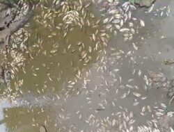Viral, Ikan Mati Mendadak Diduga Pencemaran Limbah Tambang PT ADT