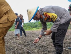 Dukung Pemerintah Wujudkan Swasembada Pangan, Kapolda Malut Tanam Jagung Satu Juta Hektar