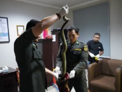 Ratusan Ekor Reptil Tanpa Dokumen Diamankan Badan Karantina Malut