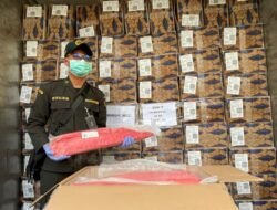Ekspor Meningkat, Karantina Maluku Utara Pastikan Jaminan Mutu dan Keamanan Tuna Loin