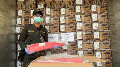 Ekspor Meningkat, Karantina Maluku Utara Pastikan Jaminan Mutu dan Keamanan Tuna Loin