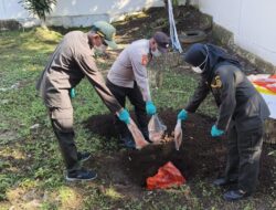 Cegah Hama Penyakit, Karantina Maluku Utara Musnahkan Ratusan Kilo Daging Babi 