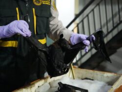 Karantina Maluku Utara Tahan Ratusan Kilo Daging dan Satwa Liar Ilegal