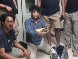 Polisi Bekuk Kurir Narkoba Jenis Ganja Seberat 545 Gram di Halmahera Tengah
