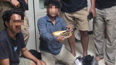 Polisi Bekuk Kurir Narkoba Jenis Ganja Seberat 545 Gram di Halmahera Tengah