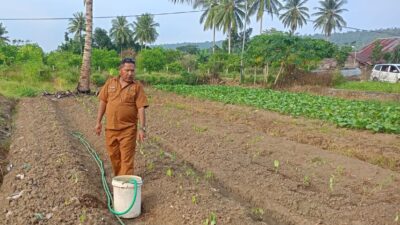 Kekeringan Landa Wairoro, Dinas Pertanian Halteng Turun Tangan Selamatkan Lahan Petani