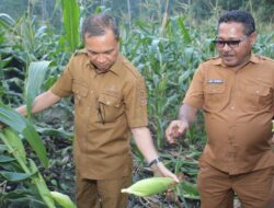 Panen Jagung di Weda, Dinas Pertanian Halteng Dorong Pengembangan Agro Wisata