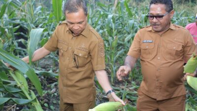 Panen Jagung di Weda, Dinas Pertanian Halteng Dorong Pengembangan Agro Wisata