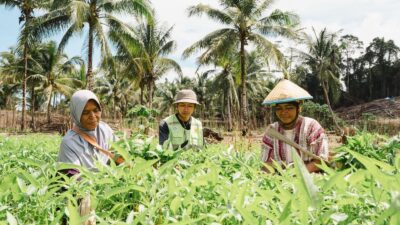 Kebun Hortikultura Jadi Ruang Kemandirian Perempuan di Pulau Obi