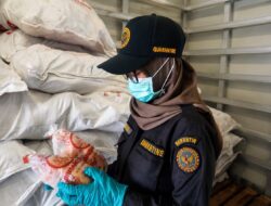 Dari Maluku Utara ke Pasar Global, Karantina Pastikan Setiap Komoditas Aman dan Berkualitas