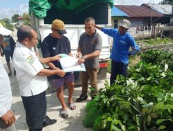Dinas Pertanian Halteng Salurkan 1.330 Bibit Pala Unggul untuk Dua Kelompok Tani di Weda Tengah