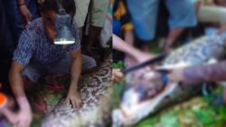 Dimangsa Ular Piton, Warga Kepulauan Sula Ditemukan Meninggal di Dalam Perut Ular