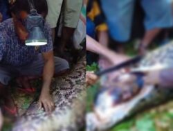 Dimangsa Ular Piton, Warga Kepulauan Sula Ditemukan Meninggal di Dalam Perut Ular
