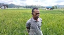 Kekeringan Ekstrim Terus Melanda, Petani Padi Trans Waleh Terancam Gagal