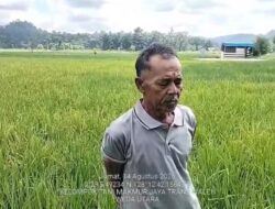 Kekeringan Ekstrim Terus Melanda, Petani Padi Trans Waleh Terancam Gagal