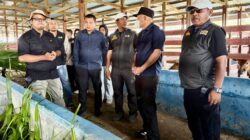 Wagub Tinjau Peternakan Sapi Tilope, Kadis Pertanian Halteng Dorong Sinergi Provinsi-Kabupaten