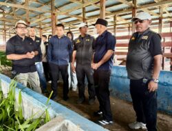 Wagub Tinjau Peternakan Sapi Tilope, Kadis Pertanian Halteng Dorong Sinergi Provinsi-Kabupaten