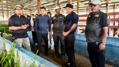 Wagub Tinjau Peternakan Sapi Tilope, Kadis Pertanian Halteng Dorong Sinergi Provinsi-Kabupaten