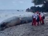 Bangkai Paus Mati Terdampar di Pantai Ternate, Jadi Tontonan Warga