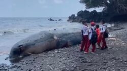 Bangkai Paus Mati Terdampar di Pantai Ternate, Jadi Tontonan Warga