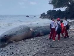 Bangkai Paus Mati Terdampar di Pantai Ternate, Jadi Tontonan Warga