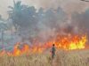 Karhutla Menerjang 10 Kabupaten/Kota di Maluku Utara, Luas Lahan Terbakar Tembus 1.147 Hektare