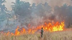 Karhutla Menerjang 10 Kabupaten/Kota di Maluku Utara, Luas Lahan Terbakar Tembus 1.147 Hektare