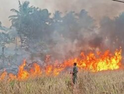 Karhutla Menerjang 10 Kabupaten/Kota di Maluku Utara, Luas Lahan Terbakar Tembus 1.147 Hektare