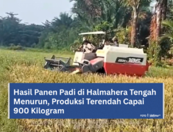 Hasil Panen Padi di Halmahera Tengah Menurun, Produksi Terendah Capai 900 Kilogram